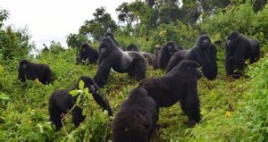 5-Day Gorilla Flying Safari Focused on Uganda