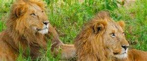 9-Day Uganda Vacation -Big 5 Safari and Gorilla Trekking