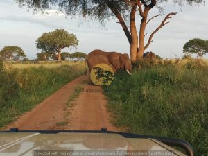 3-Day Tour to Queen Elizabeth National Park