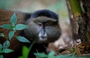 4-Day Rwanda-Uganda Golden Monkey and Gorilla Trekking