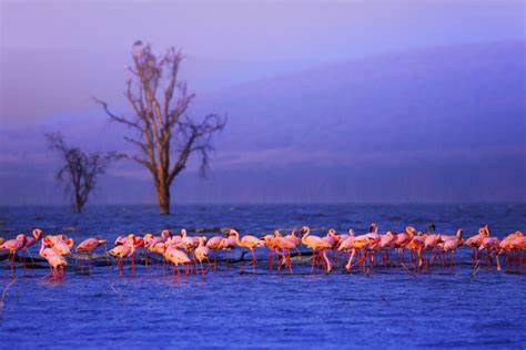 Lake Nakuru National Park Day-Tour (Midrange)